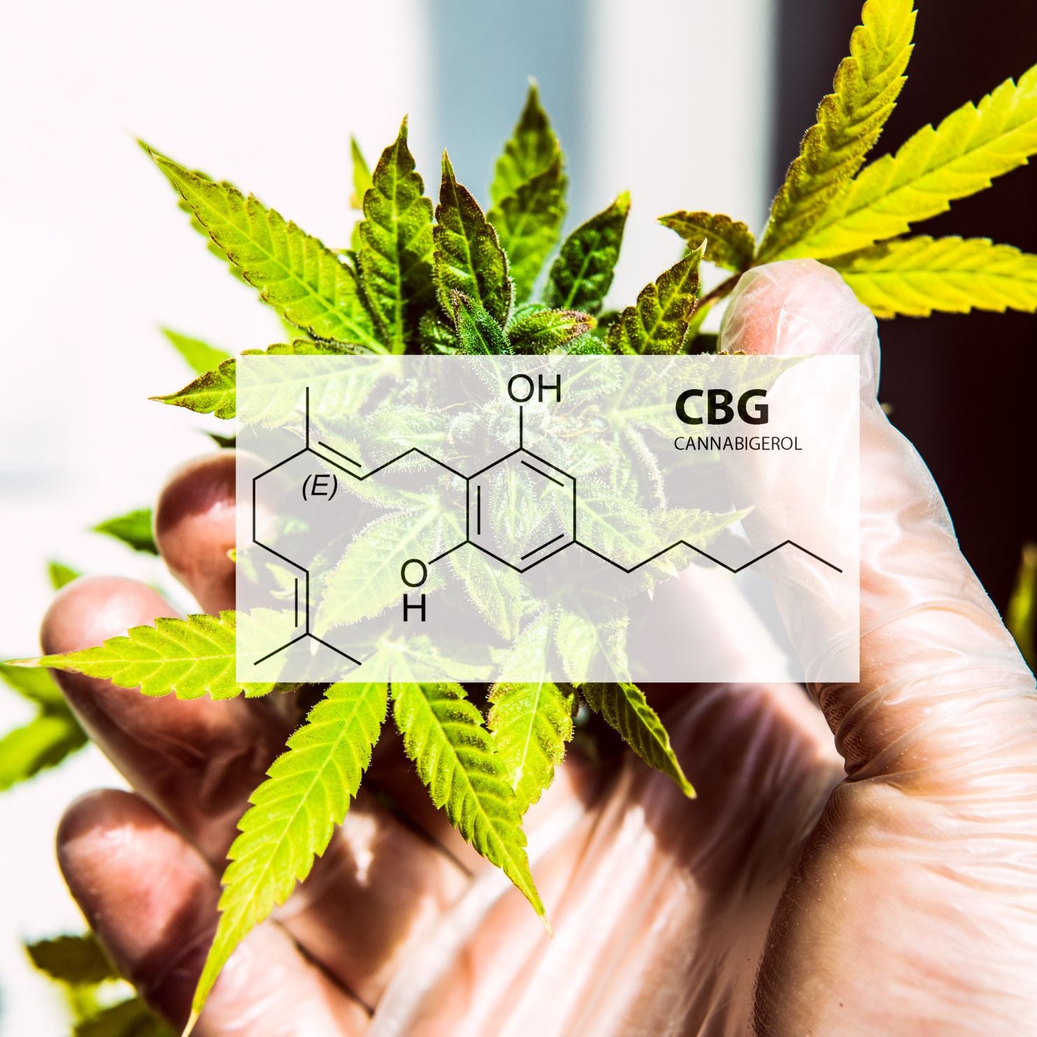 Discovering CBG: The Promising Cannabinoid